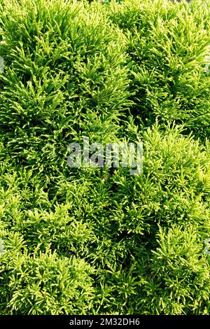 Japanese cedar, Cryptomeria japonica 'Little Champion' Stock Photo