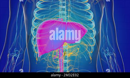 Liver anatomy for medical concept 3D illustration Stock Photo