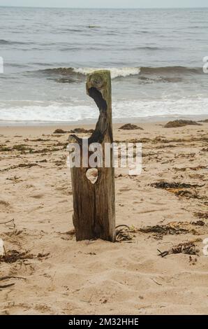 Cushendun County Down Northern Ireland, September 08 2022 -  single weathered and eroded fence post on the beach in Cushendun Stock Photo