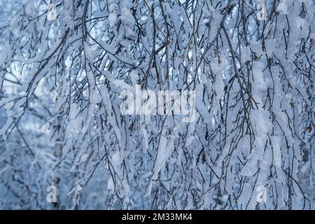 Frozen branches of a tree, Mandelstein mountain in the winter, Waldviertel, Austria Stock Photo