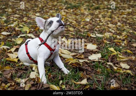 Pelagiia i belyi buldog. Pelagiia … E211 🐻ENGLISH BULLDOG PUPPIES BullDog Only Female - Pets