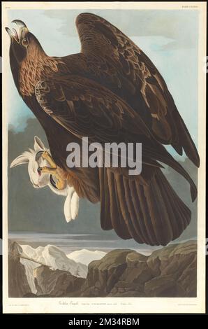 Golden eagle : Aquila chrysaetos. Female adult. Northern hare. c.1 v.2 plate 181 , Eagles, Rabbits, Golden eagle, Hares. The Birds of America- From Original Drawings by John James Audubon Stock Photo