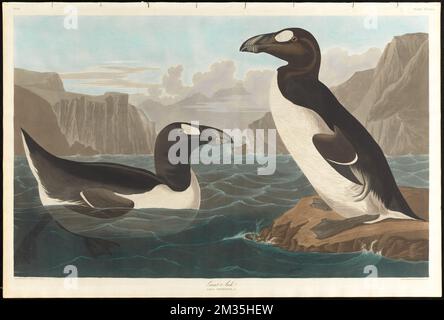 Great auk : Alca impennis, L. c.1 v.4 plate 341 , Ducks, Great auk. The Birds of America- From Original Drawings by John James Audubon Stock Photo