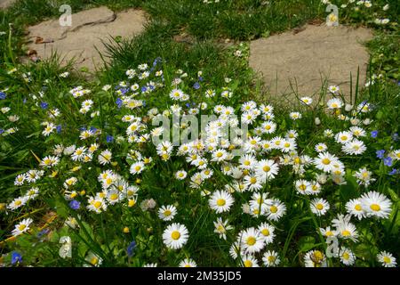 Lawn daisy, Path, Common daisy, Lawn, Daisies, Bellis, Daisy, Flowers, Blooming, Garden lawn Stock Photo