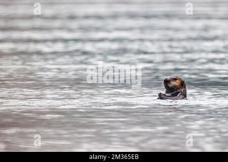 Northern Sea Otter; Valdez Arm; Prince William Sound; Valdez; Alaska; USA Stock Photo