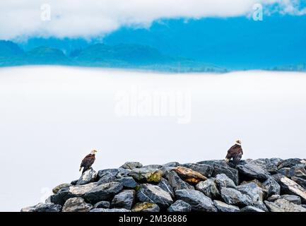 Bald Eagles on rock jetty; Valdez; Alasska; USA Stock Photo