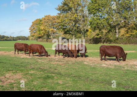 Cows, possibly Red Poll breed, in Runnymede, UK. Stock Photo