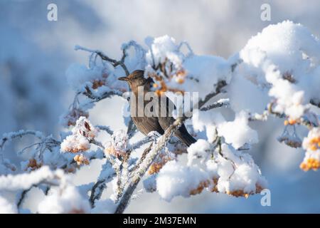 Small garden birds on frosty snow branches eating berries. Female blackbird sat in the snow on the branches. Stock Photo