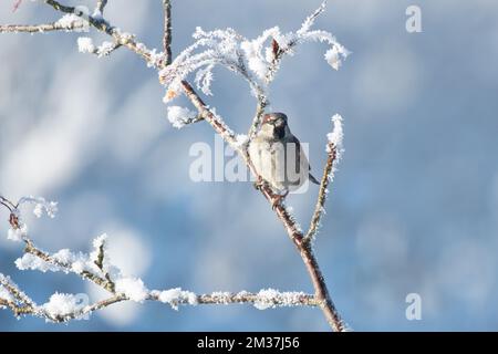 Small garden birds on frosty snow branches eating berries. House sparrow perched on the branch with blurred background.Lancashire United Kingdom UK Stock Photo