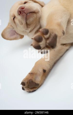 Portrait of waking up labrador dog isolated on white studio background Stock Photo