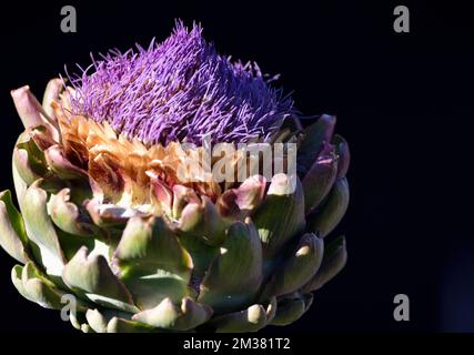 A closeup shot of a purple artichoke flower against a black background. Stock Photo