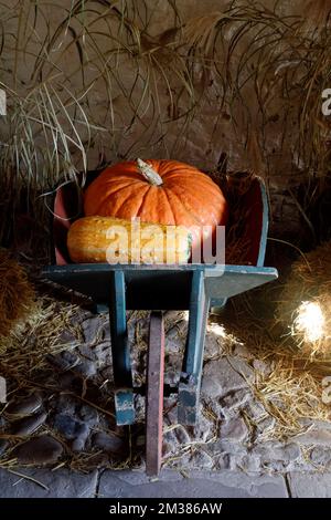 Pumpkin in a wheelbarrow, harvest festival display, Saint Fagans museum, October / November 2022 autumn Stock Photo