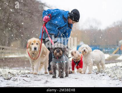 Dog owner in public UK park walking four pet dogs on leads in the falling snow, December 2022. Stock Photo