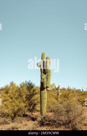 Single main saguaro cactus standing prominently in the Sonoran desert near phoenix Arizona southwestern united states. Stock Photo