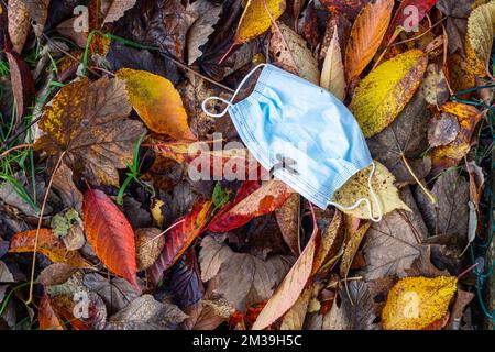 Blue medical face mask discarded on leaves in autumn or fall colour Stock Photo