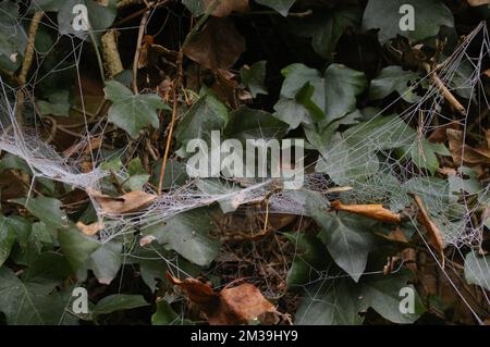 Frozen Spiders Web Stock Photo