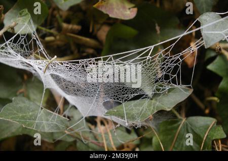 Frozen Spiders Web Stock Photo