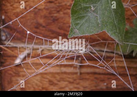 Frozen Spiders Web Stock Photo
