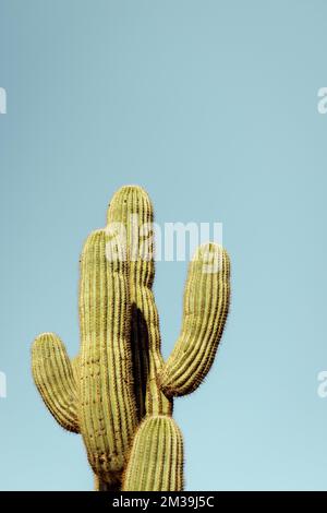 Single main saguaro cactus standing prominently in the Sonoran desert near phoenix Arizona southwestern united states. Stock Photo