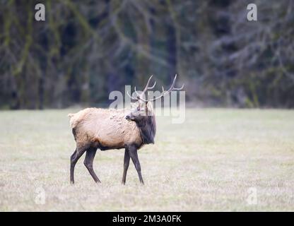 A Roosevelt elk bull in a meadow in the coast range of northern Oregon. Stock Photo