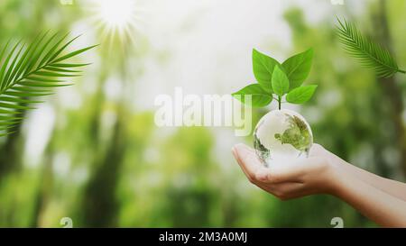 Hands Holding Globe Glass In Green Forest - Environment Concept Stock ...