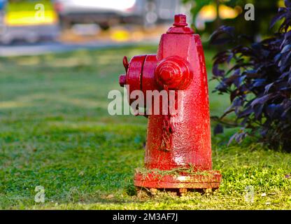 fire hydrant, red, on grass Stock Photo