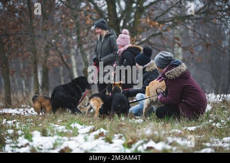 Outdoor shot of several dog shelter volunteers doing charity work by walking out mixed-breed stray dogs in a forest. Autumn and winter. High quality photo Stock Photo