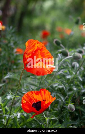 Deep red-orange Oriental Poppies (Papaver orientale) blooming in a lush garden with soft focus background. Stock Photo
