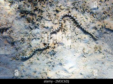 Spotted snake-eel - (Myrichthys tigrinus) Stock Photo