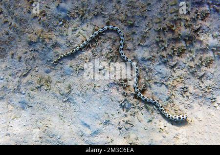 Spotted snake-eel - (Myrichthys tigrinus) Stock Photo