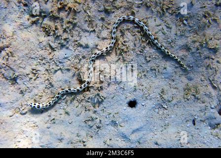 Spotted snake-eel - (Myrichthys tigrinus) Stock Photo