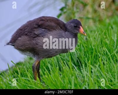 A Young Australasian Swamphen Stock Photo