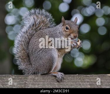Yum, Yum Stock Photo