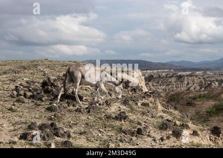 Donkey walking free through Los Hoyos in sunny day at Tatacoa Desert in Huila, Colombia Stock Photo