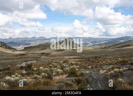 Landscape of Sumapaz Paramo near Bogota. Colombia, with endemic plant 'Frailejones' with dry lake, rock mountains and the andean mountains Stock Photo