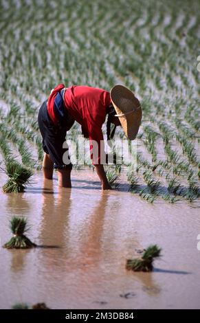 RICE PADDY WORKER NEAR KUNMING IN THE YUNNAN PROVINCE OF CHINA. Stock Photo