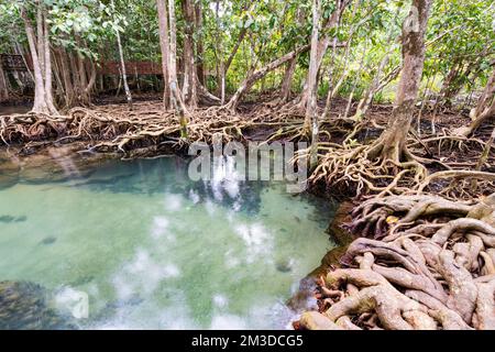 Tropical trees roots in swamp forest and crystal clear water stream canal at Tha Pom Klong Song Nam mangrove wetland Krabi Thailand Beautiful nature v Stock Photo