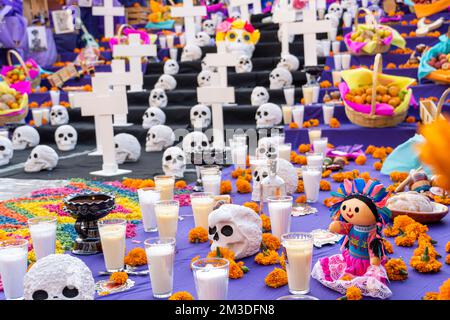 day of the dead altar, cempasuchil all over the floor in purple background Stock Photo