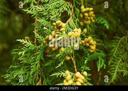 Western thuja green twig and cones. Marsh cedar plant texture background. Thuja occidentalis. Stock Photo