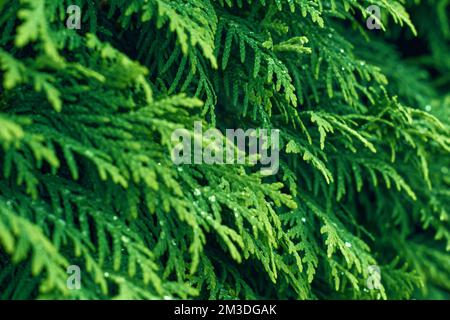 Western thuja green twig. Marsh cedar plant texture background. Thuja occidentalis. Stock Photo
