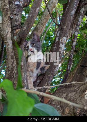 Maui Jungle Kittens in a tree Stock Photo