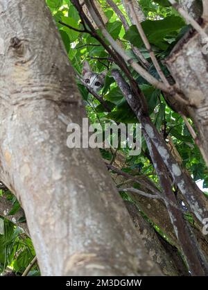 Maui Jungle Kittens in a tree Stock Photo