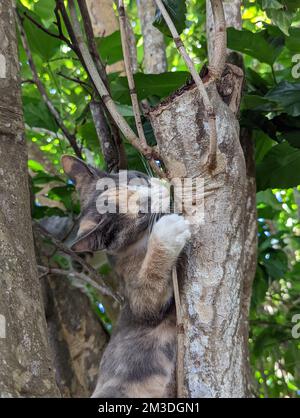 Maui Jungle Kittens in a tree Stock Photo