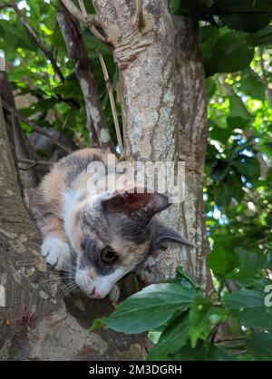 Maui Jungle Kittens in a tree Stock Photo