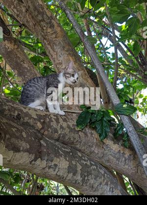 Maui Jungle Kittens in a tree Stock Photo