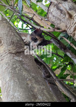 Maui Jungle Kittens in a tree Stock Photo