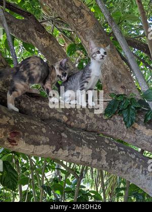 Maui Jungle Kittens in a tree Stock Photo