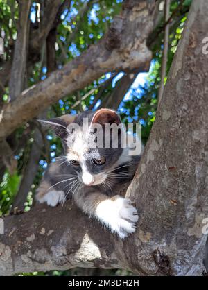 Maui Jungle Kittens in a tree Stock Photo