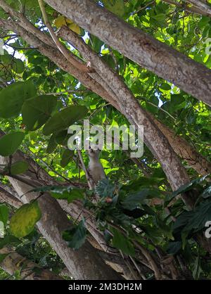 Maui Jungle Kittens in a tree Stock Photo