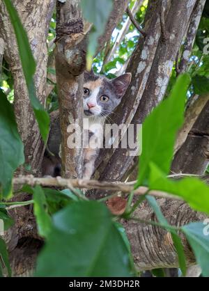 Maui Jungle Kittens in a tree Stock Photo